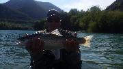 Perfect rainbow trout, Slovenia fly fishing